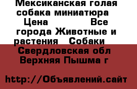 Мексиканская голая собака миниатюра › Цена ­ 53 000 - Все города Животные и растения » Собаки   . Свердловская обл.,Верхняя Пышма г.